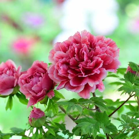 吉祥彩票下载app免费版V13.87.95.190安卓版本-推荐
